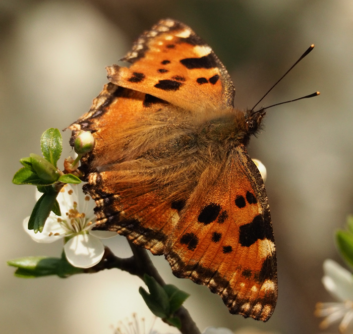 Großer Fuchs, Nymphalis polychloros